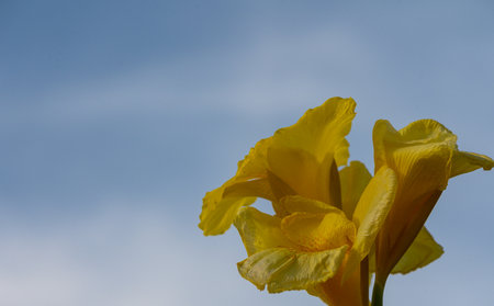 yellow cannas against the evening sky