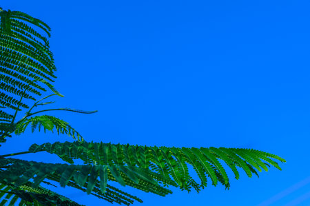palm leaves against the blue sky in autumnの写真素材