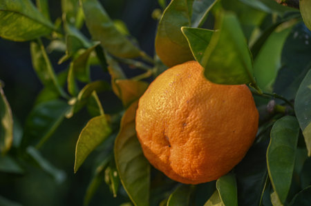 delicious juicy tangerines on a tree in the garden in winter on the Mediterranean 5の写真素材