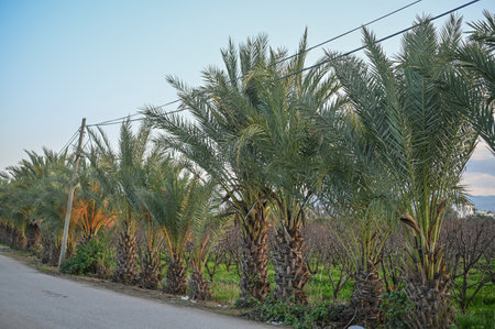 date palms along the street in winter in Cyprusの写真素材