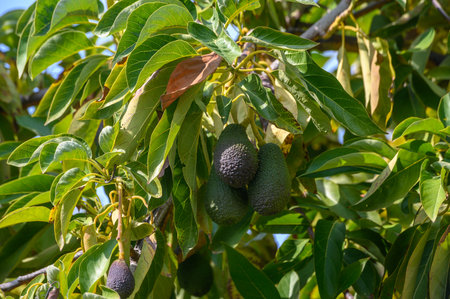 avocado on tree branches in Cyprus 14