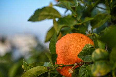 delicious juicy tangerines on a tree in the garden in winter on the Mediterranean 3