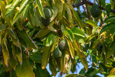 avocado on tree branches in Cyprus 11