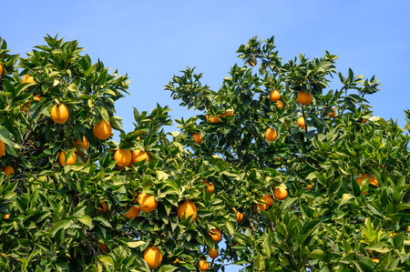 juicy oranges in winter in Cyprus 1