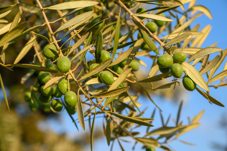 Green ripe olives on the branch tree 1の写真素材