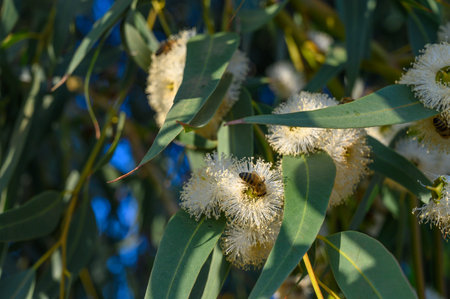 ellow Eucalyptus Gum Blossom - Eucalyptus macrocarpa, commonly known as mottlecah.の写真素材