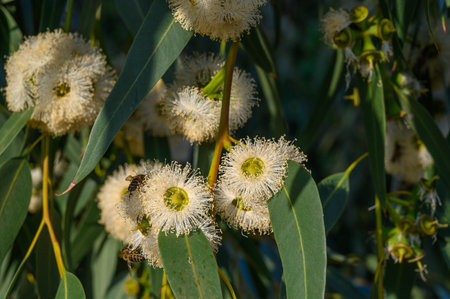 Delicate white flowers of Australian eucalyptus species blossom attracting native birds and bees to the sweet sticky nectar.の写真素材