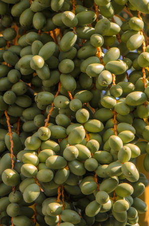 Golden yellow dates ripening on a date palm tree in afternoon lightの写真素材