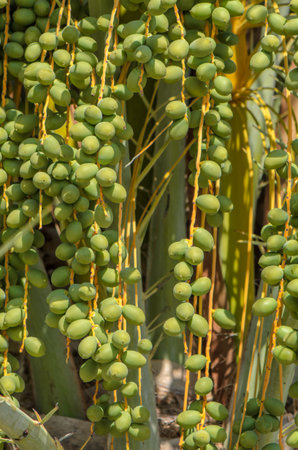 Clusters of fresh, new dates hanging from a palm tree, golden hue.