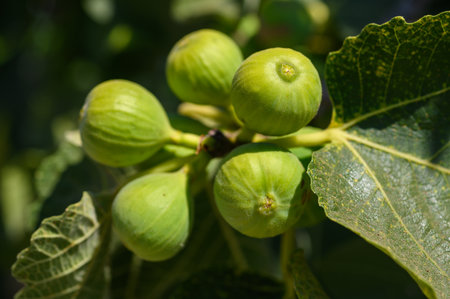 Green fig fruits growing on stemsの写真素材