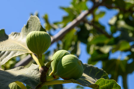 unripe green fig fruit on branch stock photo