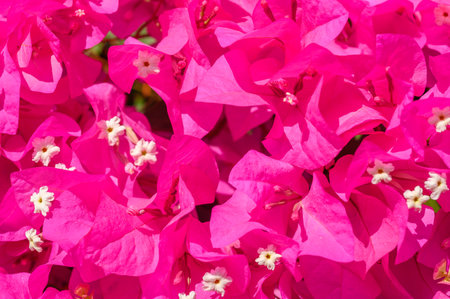 Beautiful red bougainvillea bush with green leaves and white flowers.の写真素材