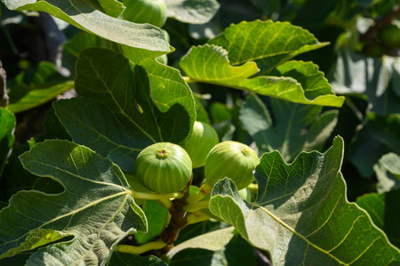 Close-up of fruits growing on tree