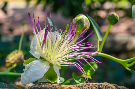 Growing caper plant in bloom with delicate pink flowers and fruitsの写真素材
