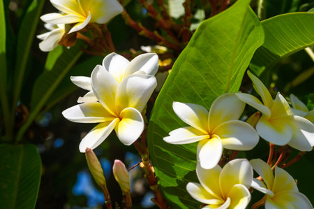 Semboja (Plumeria) is a group of plants in the genus Plumeria.の写真素材