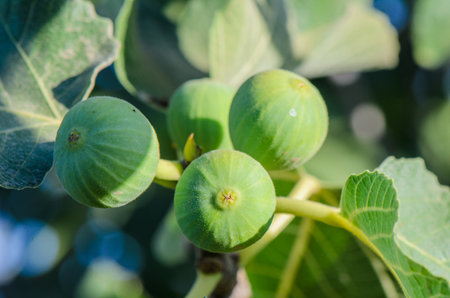 Figs can be eaten fresh or dried, or processed into jam, rolls, biscuits and desserts.