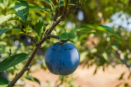 Plum tree branch with ripe juicy fruits on sunset light..の写真素材