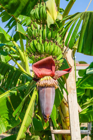 Banana blossoms and bunch of banana fruits hanging from a treeの写真素材