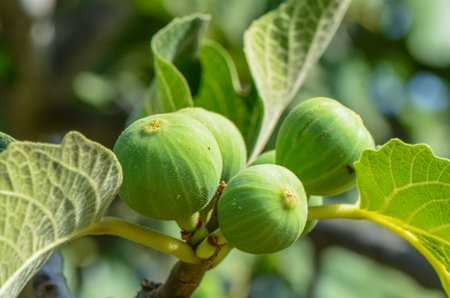 Figs on the fig tree branches in a beautiful sunny day