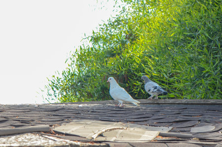 A pair of pigeons on a stone roofの写真素材