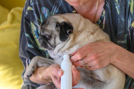 Clipping a dog's nails with an electric scratcher. Dog grooming 12の写真素材