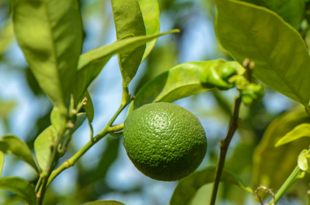 Young green oranges are growing to reap.