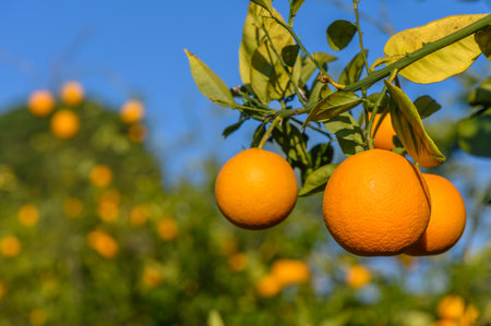 an orange grove with lots of oranges growing on the trees 3
