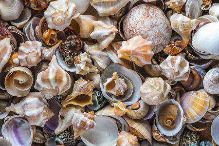 Ocean coast. Seashells background. Texture of the sea shells.の写真素材