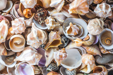 background made from shells, flotsam, stones; holiday feeling, sea sand 1