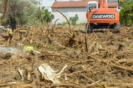 Gazeveren Cyprus 07/03/2024 - excavator uproots the roots of orange treesの写真素材
