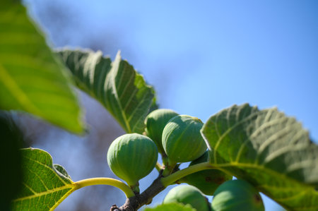 group of green figs ripening on the branches of their tree. selective focus. background. copy space