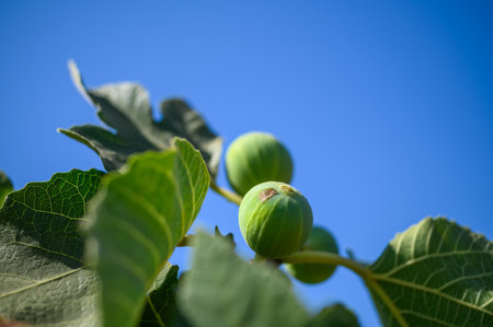 Close up on figs ripening on the tree, surrounded by green leaves.の写真素材