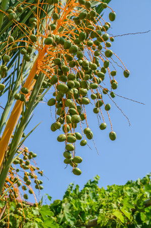 Beautiful big phoenix dactylifera date palm with bunches of green fruitの写真素材