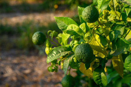Unripe green oranges on a treeの写真素材