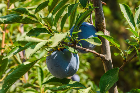 Organic plums tree in an orchard. Plum branch tree.の写真素材