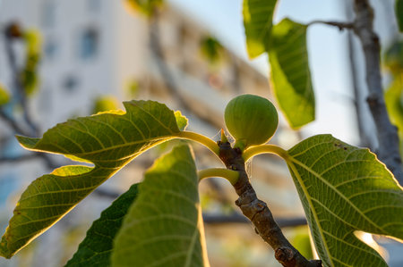Close-up of immature figs (Ficus carica) growing on the branchの写真素材