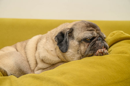 The pug is waiting for a treat.の写真素材