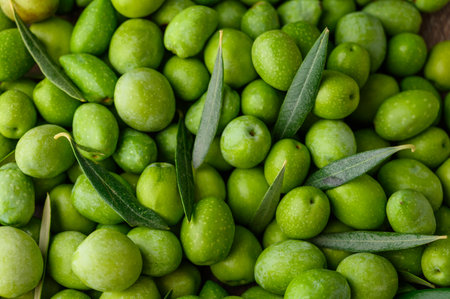 Beautiful fruits of the olive tree, an ingredient for making olive oil.の写真素材