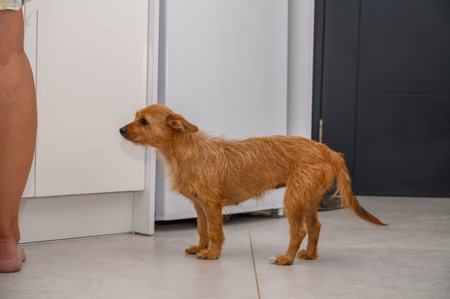 a small dog in the kitchenの写真素材