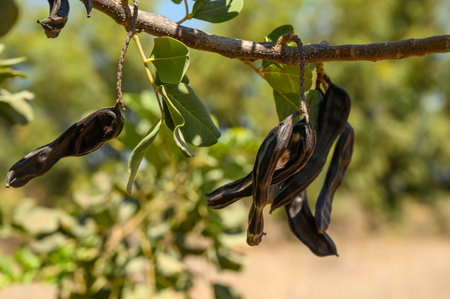 Garden carob trees in a wheat fieldの写真素材