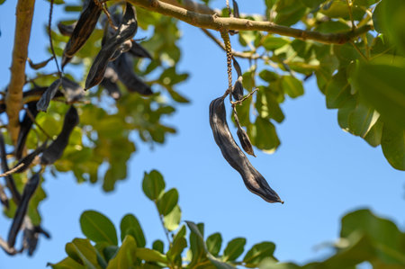 Carob tree, fresh carob berries carob healthy food, Ceratonia siliqua (carob)の写真素材