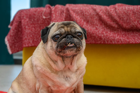 pug sits on the floor in the apartmentの写真素材
