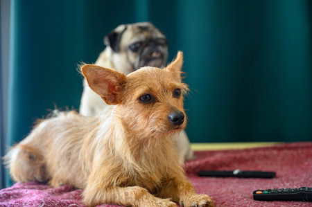 portrait of a dog and a pug lying on the sofaの写真素材