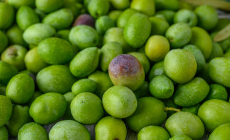 green olives freshly picked as background textureの写真素材