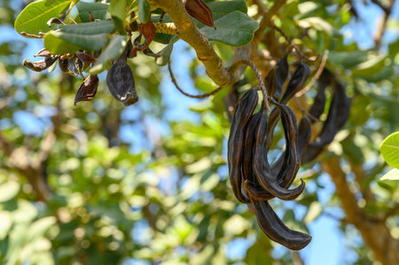 Close-up of carobs on a carob tree 1の写真素材