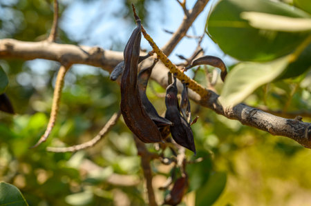 Close-up of the fruits of a carob treeの写真素材