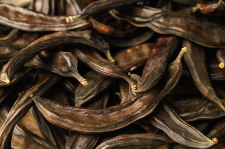 carob pods in the process of ripeningの写真素材