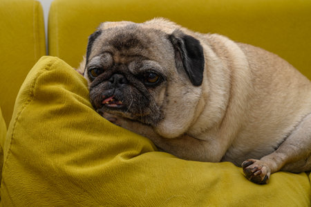 old pug lying on the pillowの写真素材