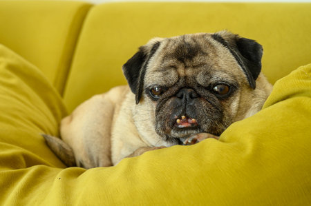 funny old pug resting on the sofaの写真素材