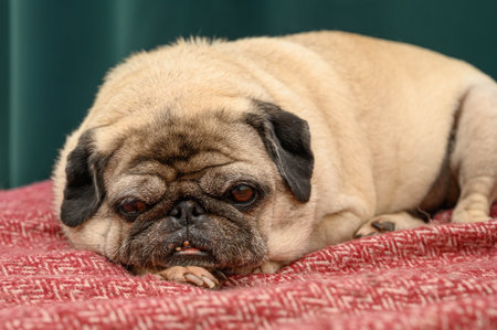 Funny dreamy pug with sad facial expression lying on the gray textile couchの写真素材